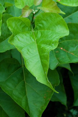 Catalpa bignoides - katalpa trubačovitá - list